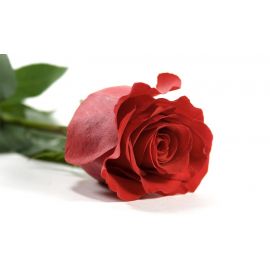 گل رز به تعداد سال تولد