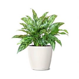 سفارش گل آگلونما (تصفیه کننده هوا) | گل بازار