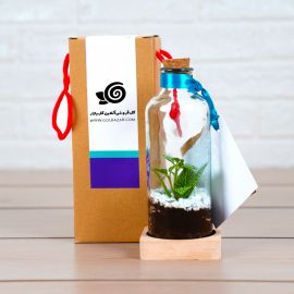 تراریوم مینی چیترا