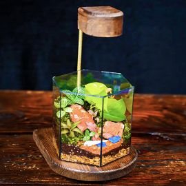 تراریوم شش وجهی پاترا