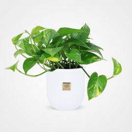 گلدان گل پوتوس