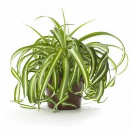 سفارش آنلاین گلدان گندمی (تصفیه کننده هوا) | گل بازار