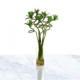 خرید آنلاین گل بامبو | گل بازار