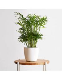 گلدان گل نخل اریکا