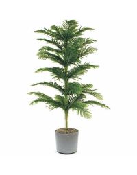 سفارش گلدان کاج تزیینی | گل بازار