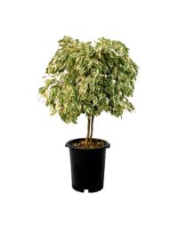 خرید اینترنتی گلدان بنجامین ابلق | گل بازار