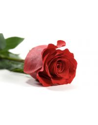 گل رز به تعداد سال تولد