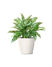 سفارش گل آگلونما (تصفیه کننده هوا) | گل بازار