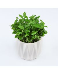 سبزه بهارنارنج