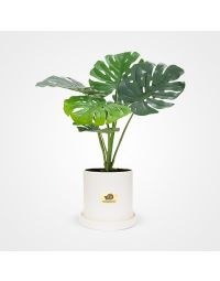 گلدان گل برگ انجیری