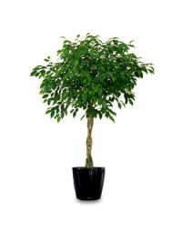 سفارش فیکوس بنجامین | گل بازار