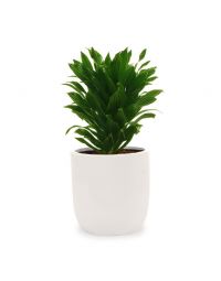 گلدان دراسنا کامپکت