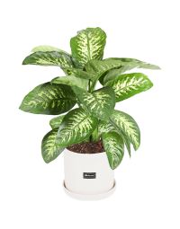 گلدان گل دیفن باخیا | گل بازار