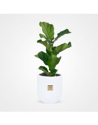 گلدان گل فیکوس لیراتا