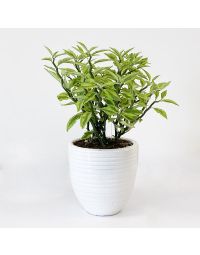 گلدان گل پدیلانتوس | گل بازار