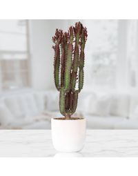 گلدان گل افوربیا | گل بازار