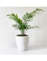 گلدان گل نخل شامادورا | گل بازار