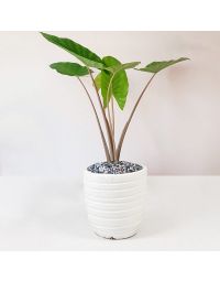 خرید گلدان گل بابا آدم | گل بازار