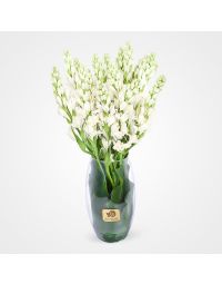 گلدان گل مریم