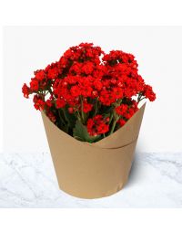 گلدان گل کالانکوا