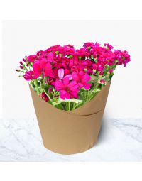 گلدان سینره مینیاتوری نوروز