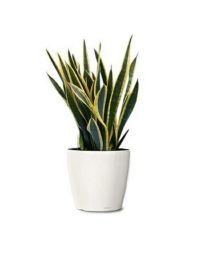 سفارش گل سانسوریا (تصفیه کننده هوا) | گل بازار