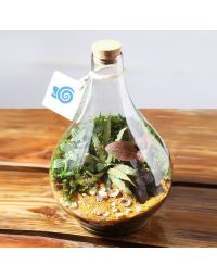 تراریوم حبابی نگین سبز