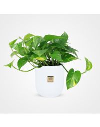 گلدان گل پوتوس