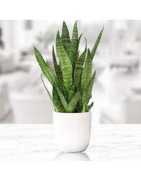 گلدان گل سانسوریا سبز | گل بازار