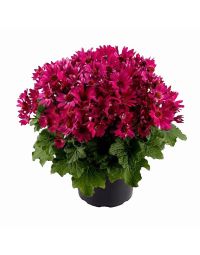 گلدان سینره نوروزی