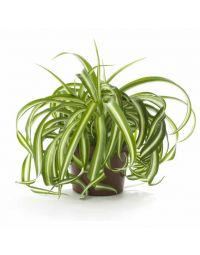 سفارش آنلاین گلدان گندمی (تصفیه کننده هوا) | گل بازار