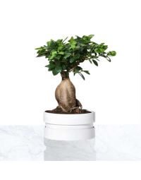 خرید گلدان بن سای | گل بازار