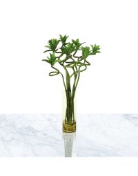 خرید آنلاین گل بامبو | گل بازار