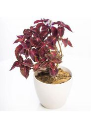 گلدان حُسن یوسف