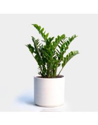 سفارش آنلاین گلدان زاموفیلیا | گل بازار