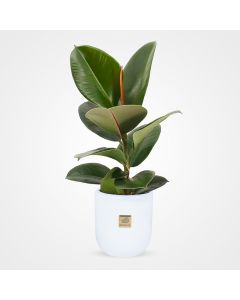 گلدان گل فیکوس الاستیکا