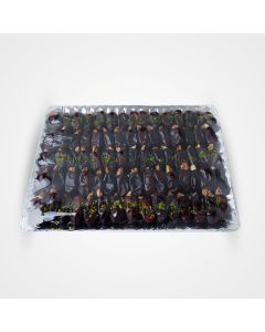 سینی خرما و گردوی ترحیم