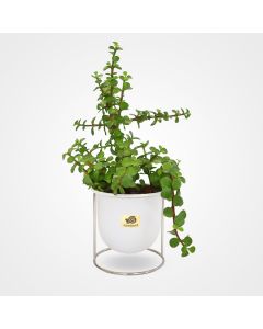 گلدان گل کراسولا خرفه ای