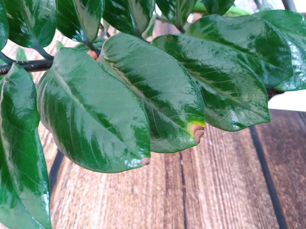 سیاه شدن نوک برگ زاموفیلیا