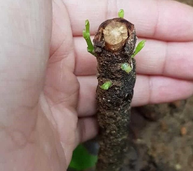 تکثیر گل کروتون به روش هوایی