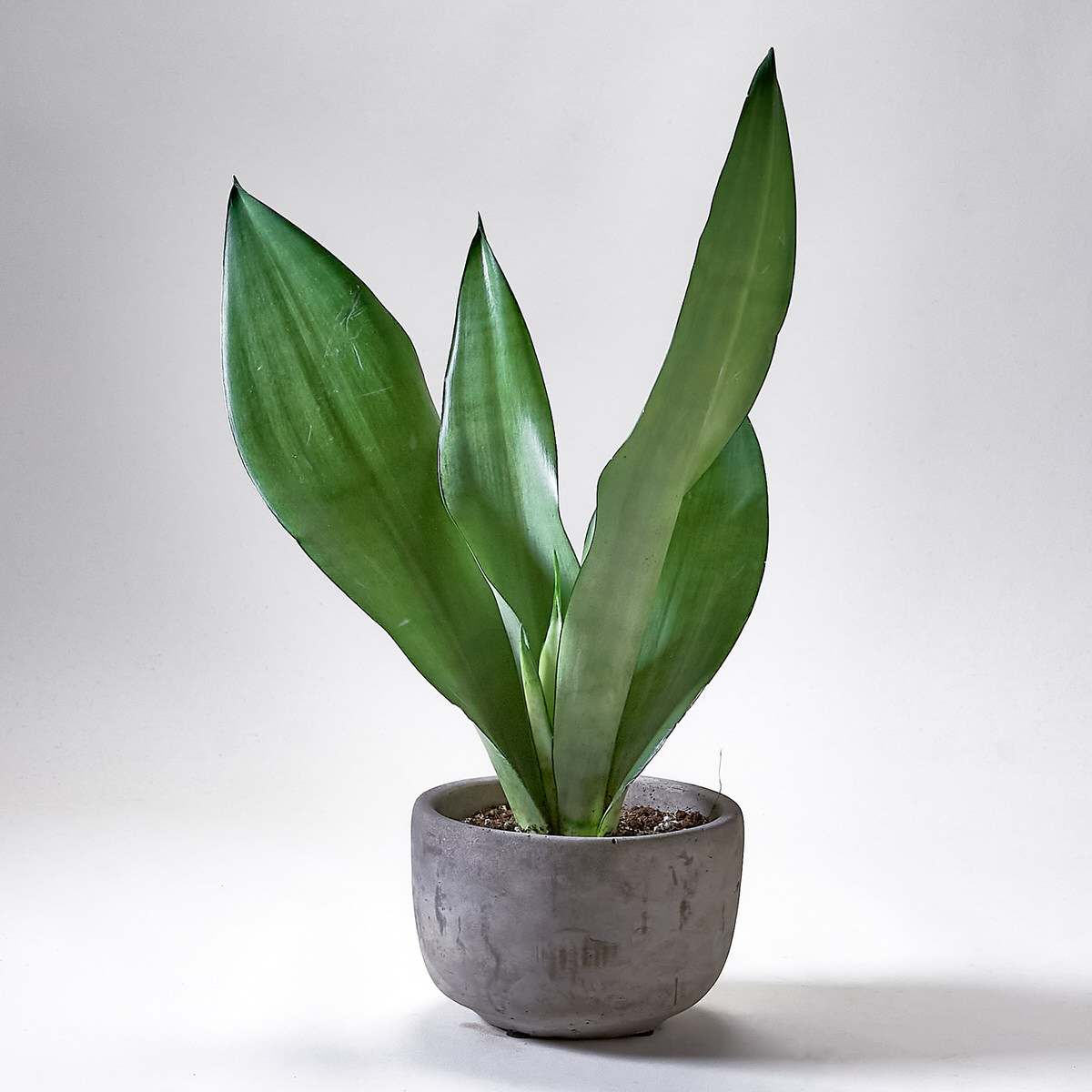 گل سانسوریا