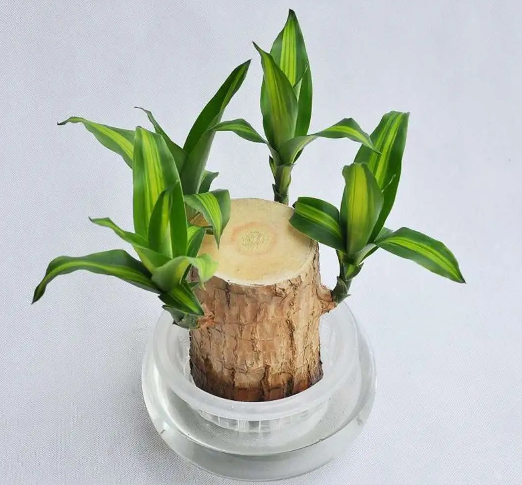 نگهداری دراسنا در آب