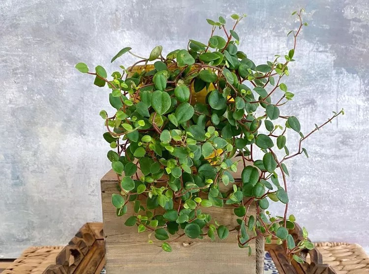 انواع گل آپارتمانی قاشقی