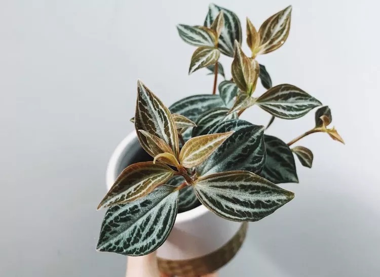 گلدان گل قاشقی