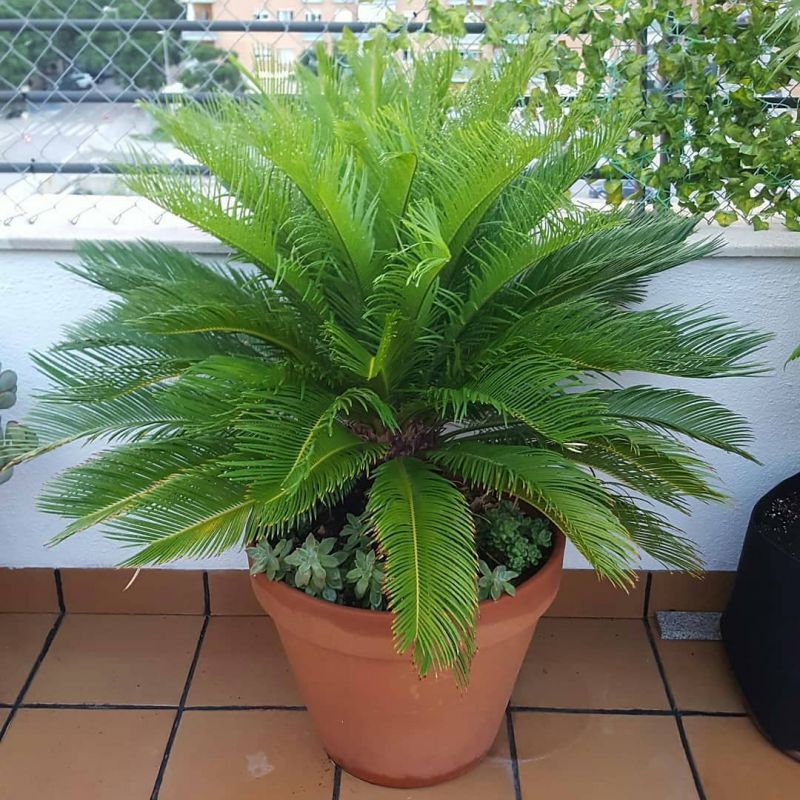 گیاهان کم نور