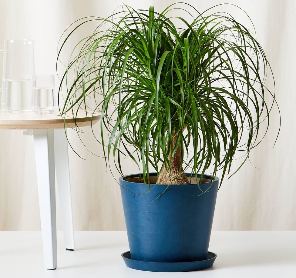 گل های برگ باریک