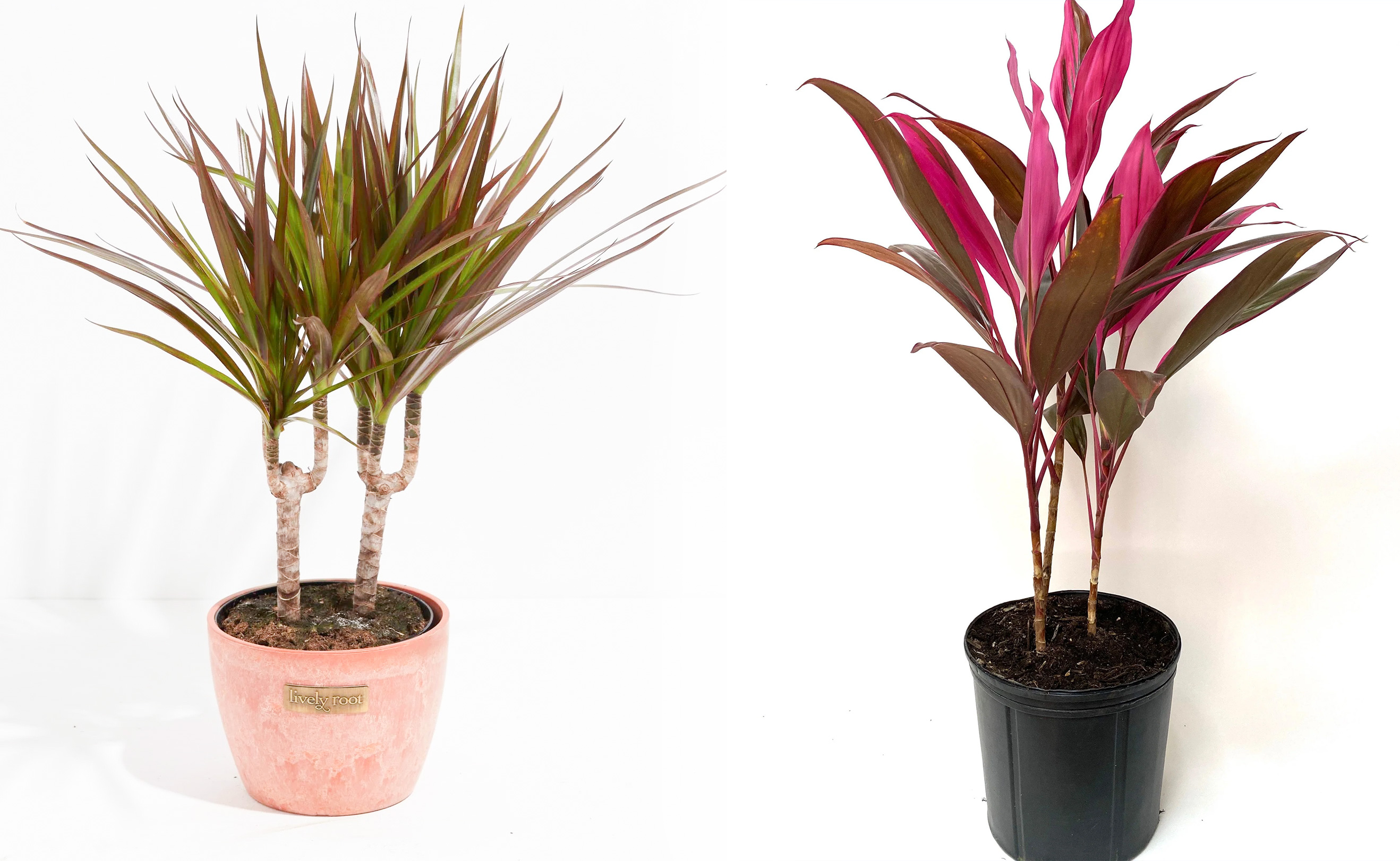 تفا.ت دراسنا و کورودلین