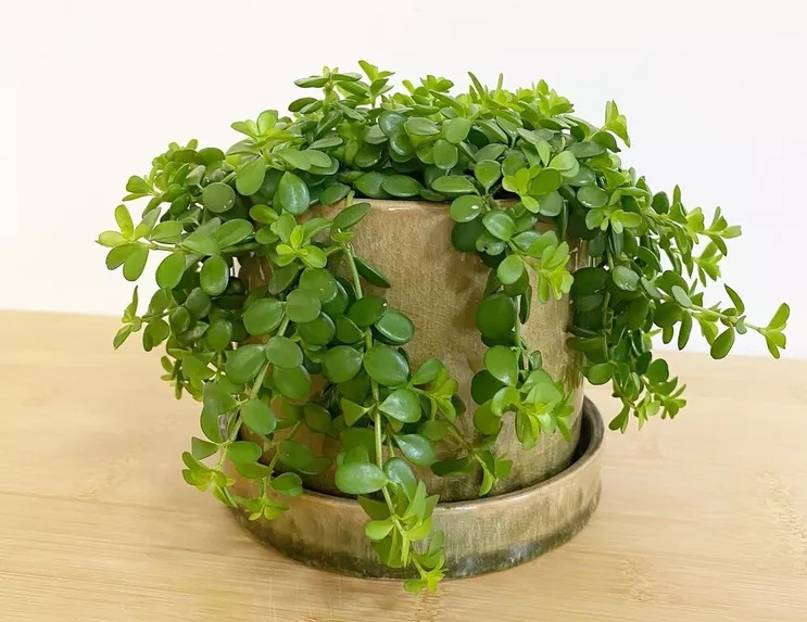 گل قاشقی ژاپنی