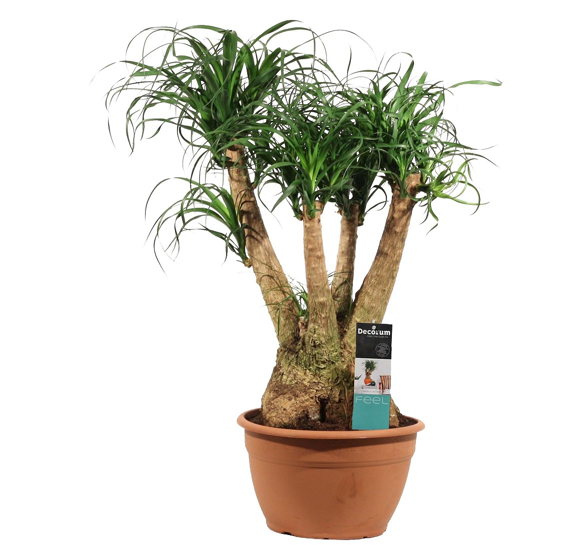 نحوه احیای گل لیندا