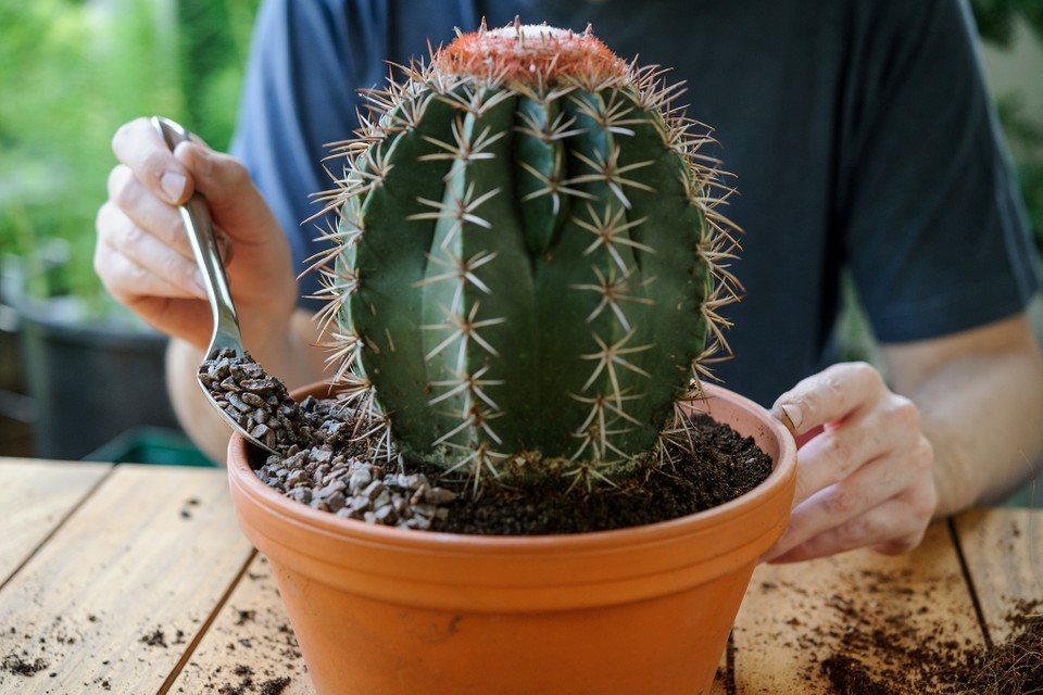 کاکتوس خمره